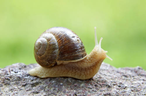 Ritratto di chiocciola con giornali e bottoni Ritratto di chiocciola con giornali e bottoni